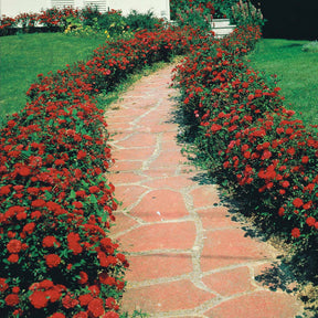 Rosier à massif rouge - Rosa polyantha - Rosiers
