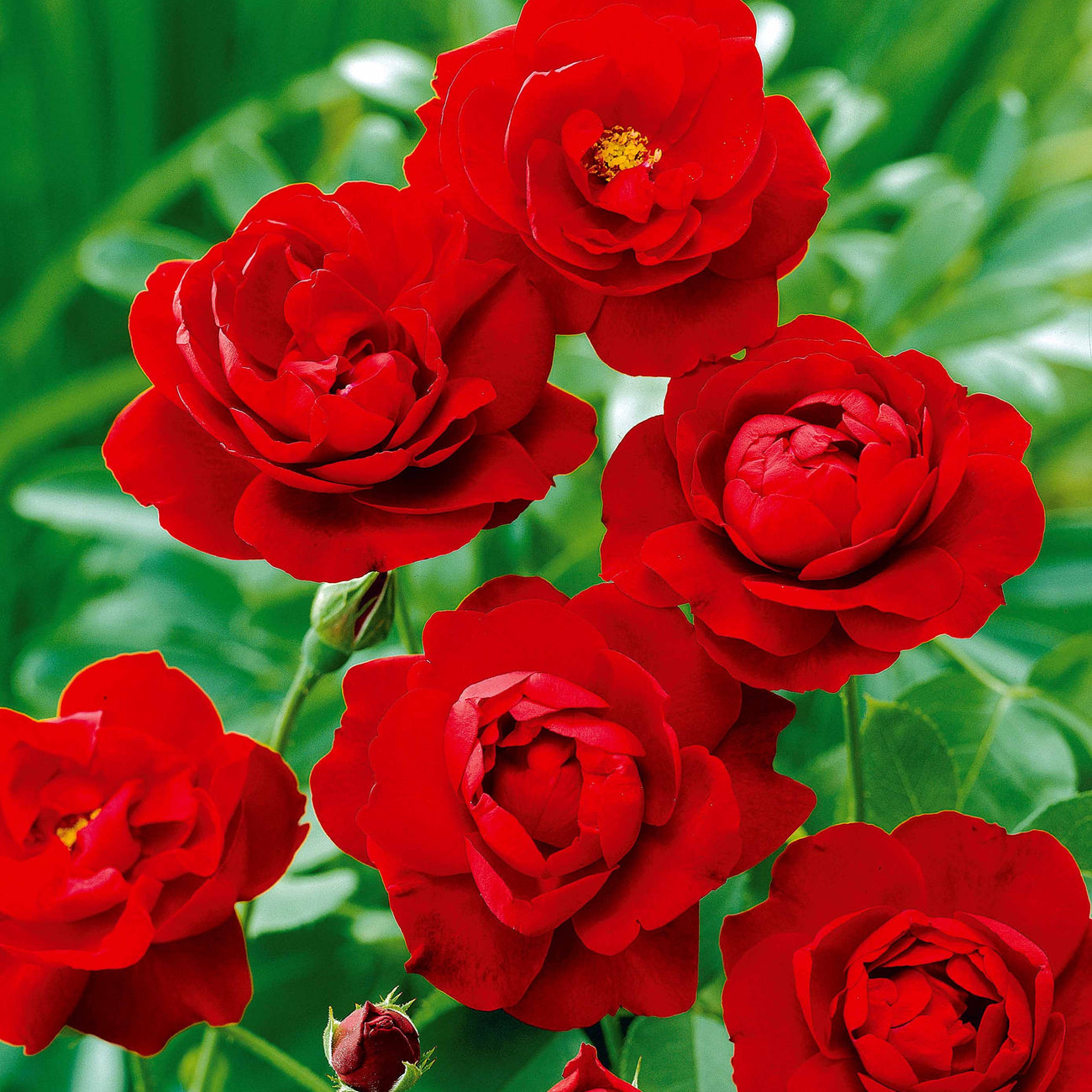 Rosier Merveille Des Rouges Rosier à massif rouge - Rosa polyantha