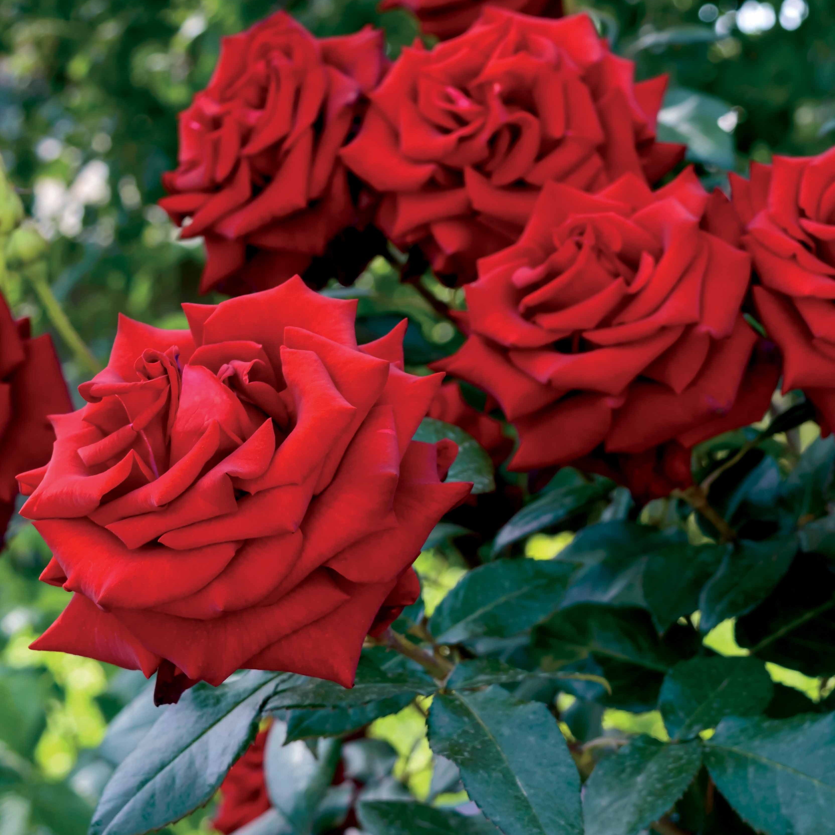 Rosier Boules Rouges Rosier buisson rouge vif - Rosa