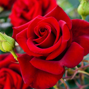 Rosier buisson rouge vif - Rosa - Rosiers arbustifs