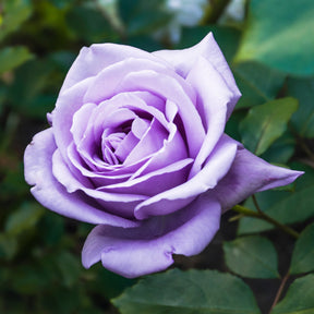 Rosier buisson violet - Rosa - Plantes