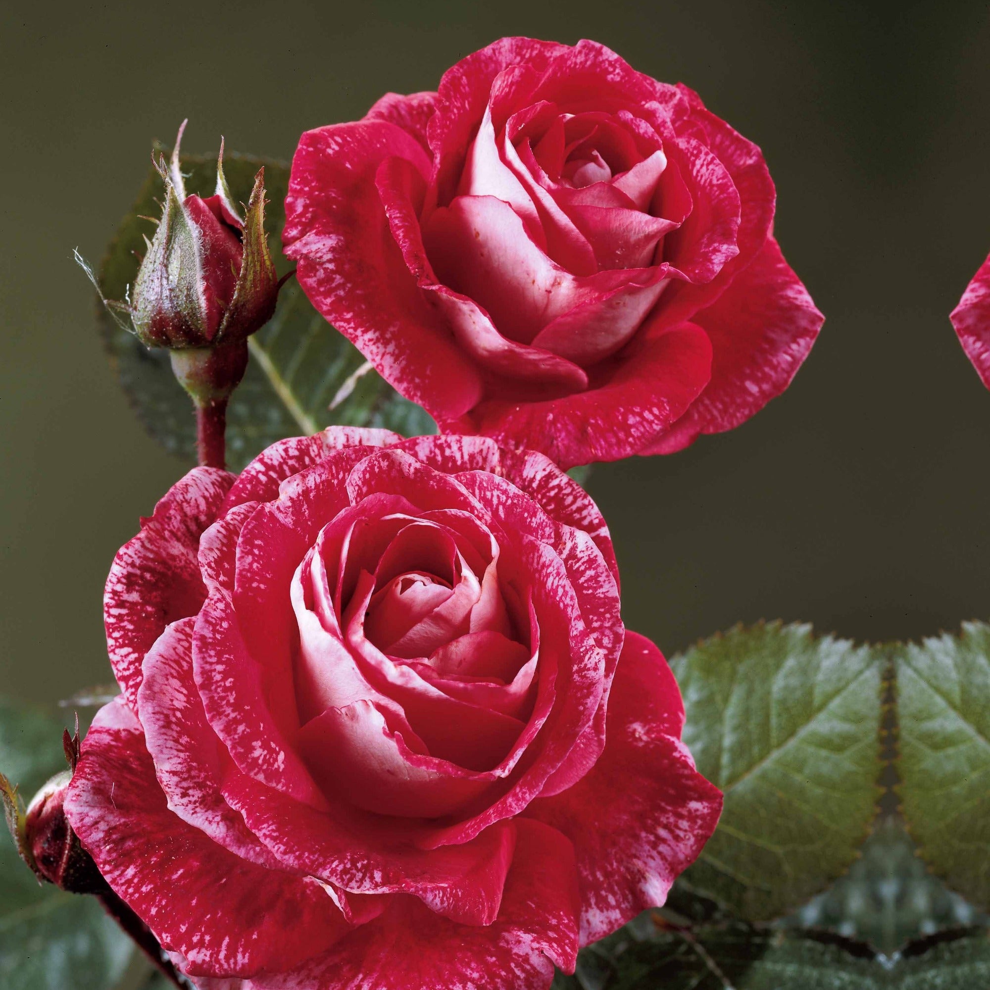 Rosier Buisson Fleur Plantes - Photo gratuite sur Pixabay - Pixabay Rosier Buisson Fleur Plantes - Photo gratuite sur Pixabay - Pixabay