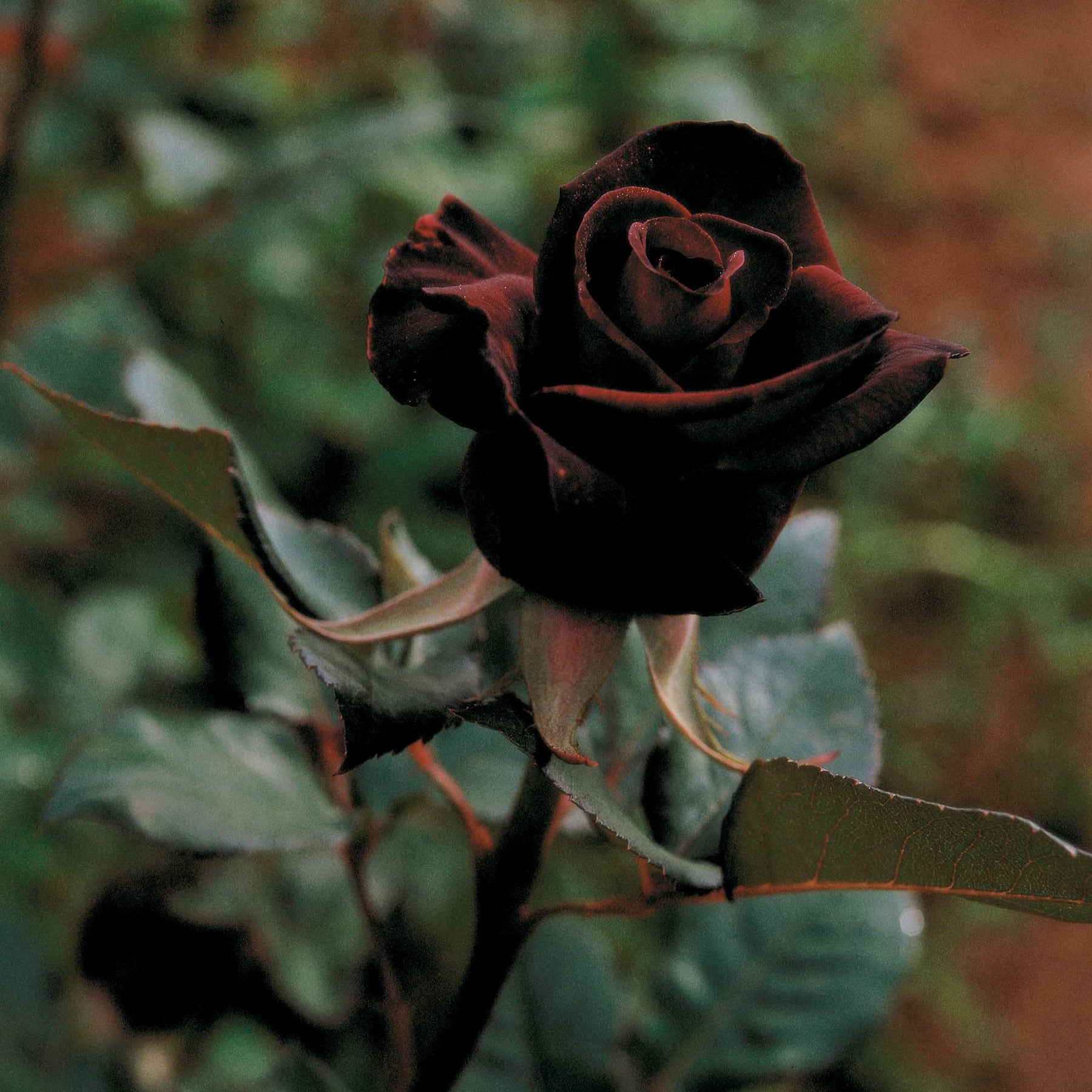 Rosier buisson Black Baccara ® Meidebenne - Rosa Black Baccara ® - Rosiers arbustifs
