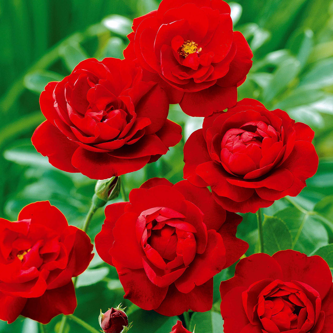 Rosiers à fleurs groupées polyantha | Achat, Vente en ligne - Willemse