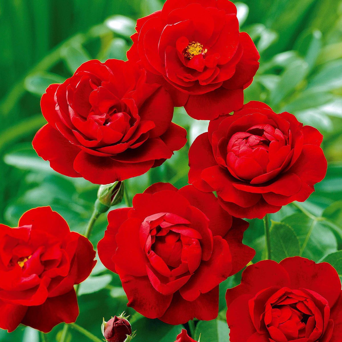 Rosier à massif Lilli Marleen - Rosa polyantha lilli marleen - Rosiers