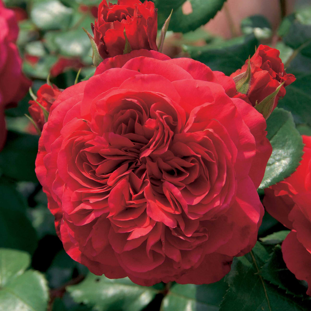Rosier floribunda Red Leonardo da Vinci ® Meiangele - Rosa floribunda Red Leonardo Da Vinci ® Meiangele - Plantes
