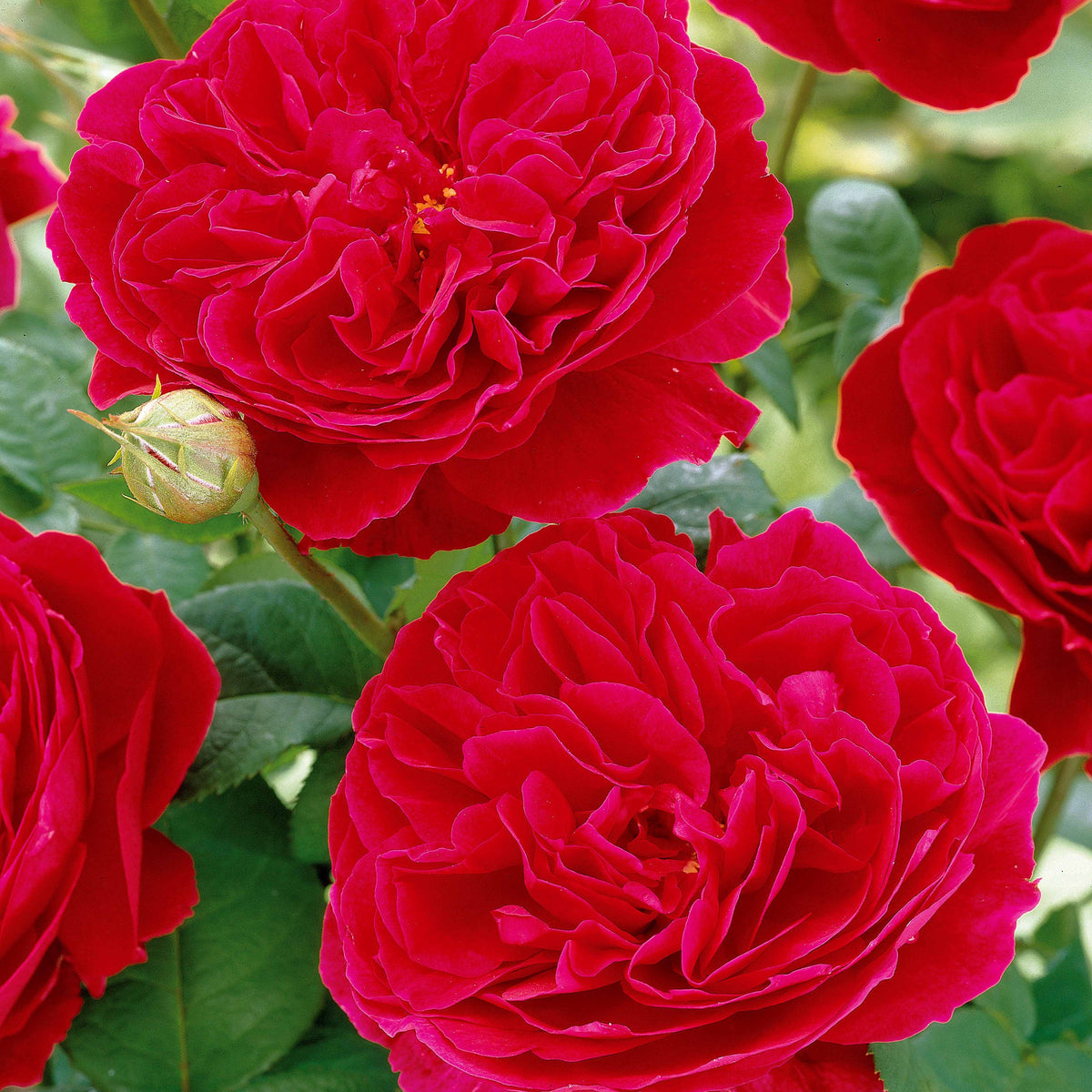 Rosier floribunda Red Leonardo da Vinci ® Meiangele - Rosa floribunda Red Leonardo Da Vinci ® Meiangele - Rosiers