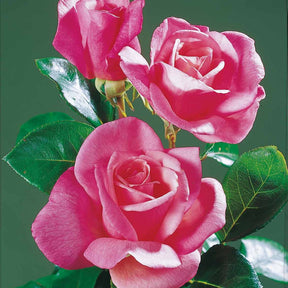 Rosier Pink Perfume - Rosa pink perfume - Plantes