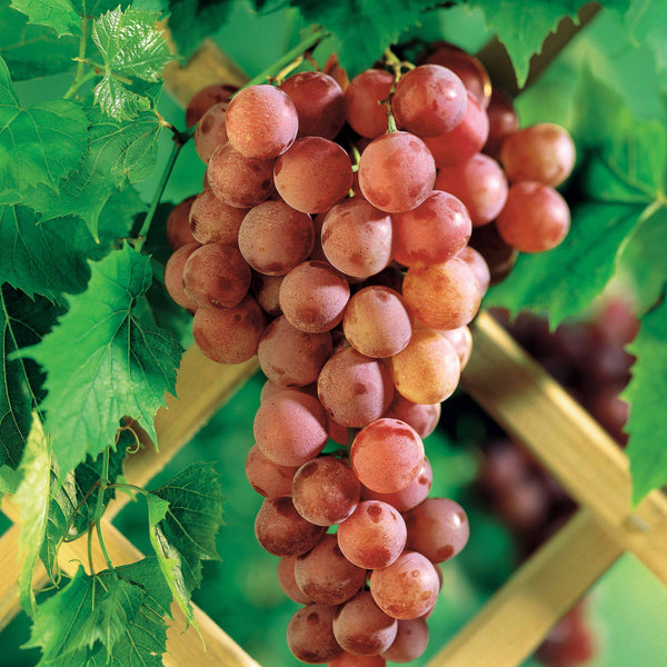 Vigne à raisin, Vitis vinifera 'Chardonnay', 3pcs., Hauteur 25cm