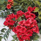 Bignone Madame Galen - Willemse