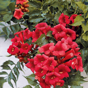 Bignone Madame Galen - Willemse