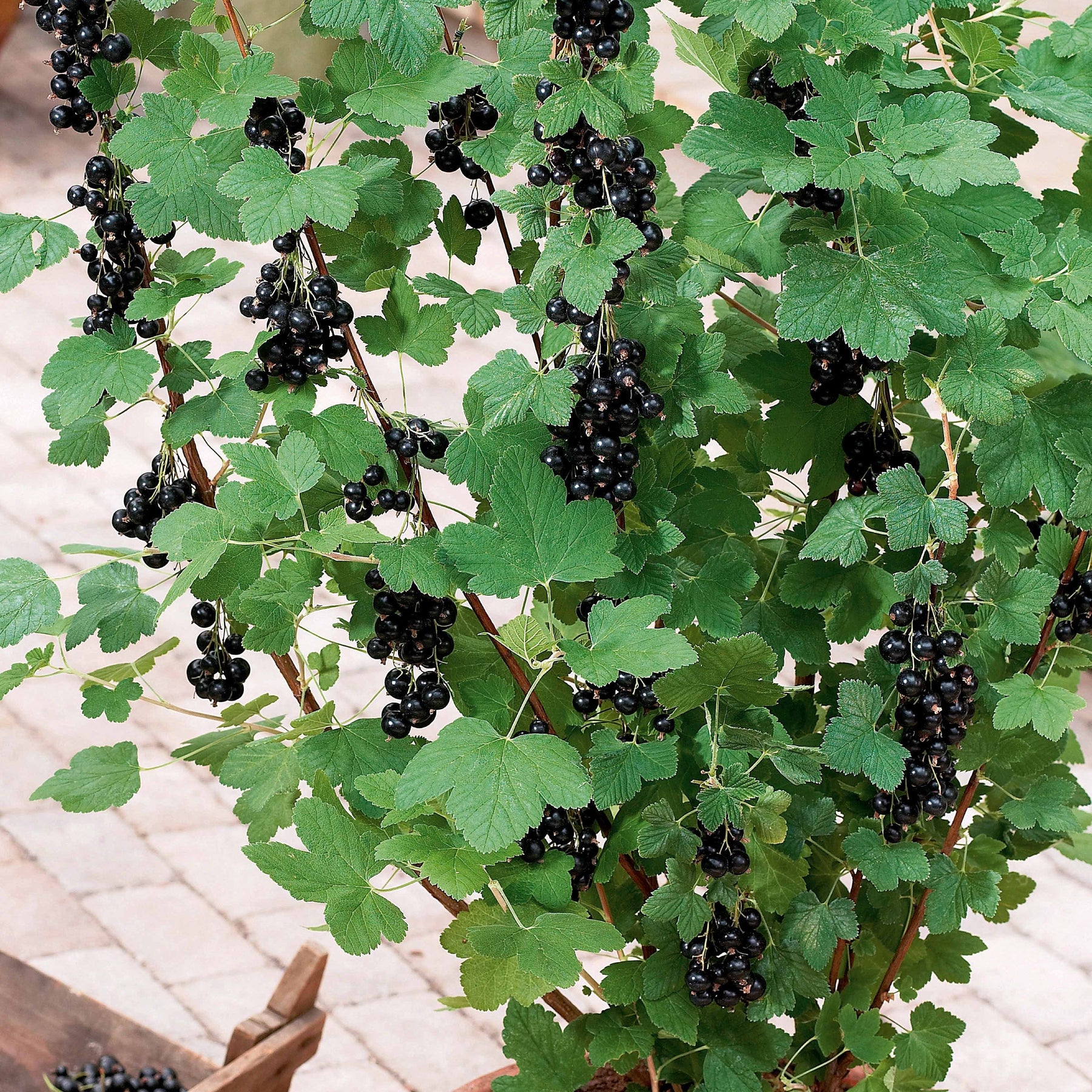 Cassissier à gros fruits Andega - Ribes nigrum 'andega' - Fruitiers Arbres et arbustes