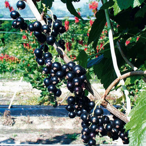 Cassissier à gros fruits Andega - Ribes nigrum 'andega'