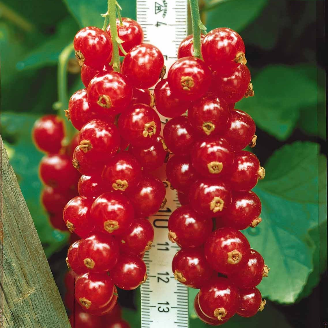 Groseillier rouge Rovada - Ribes rubrum rovada