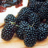 Mûrier Dirksen - Willemse