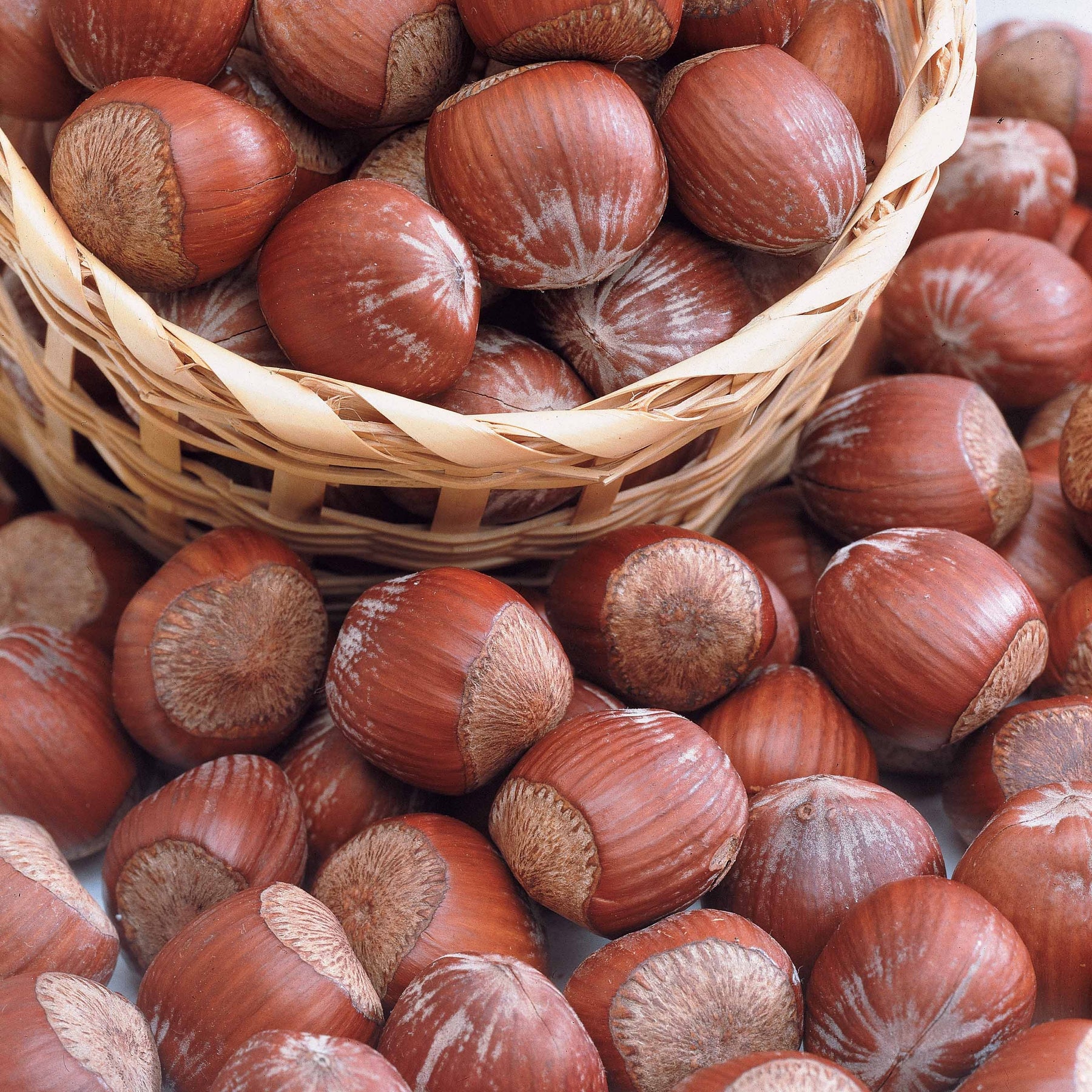 Noisetier pourpre - Noisetier - Willemse