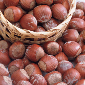 Noisetier pourpre - Noisetier - Willemse