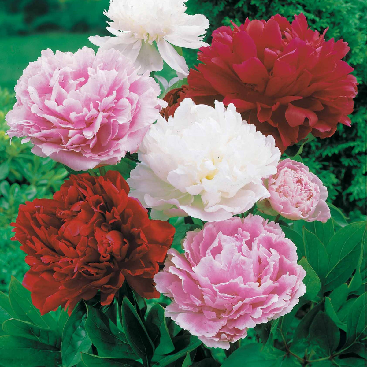 3 Pivoines parfumées rouge, rose, blanche en mélange - Paeonia lactiflora - Plantes vivaces