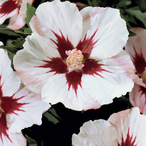 Hibiscus de jardin sur tige blanc/rouge - Hibiscus syriacus - Arbustes