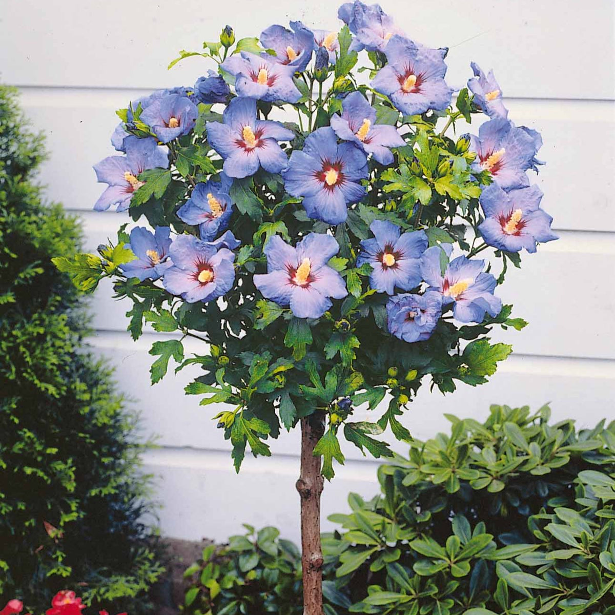 Hibiscus de jardin sur tige bleu