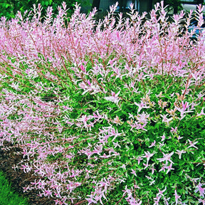 5 saules crevette - Haie de 3m linéaire - Salix integra Hakuro Nishiki - Willemse