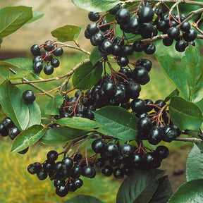 Aronia viking - Aronia melanocarpa viking - Willemse