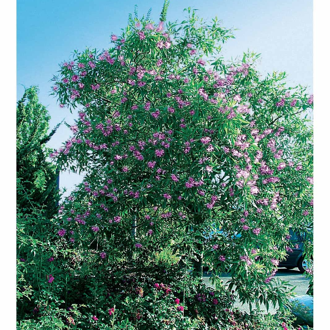 Chitalpa Pink Dawn - Chitalpa tashkentensis pink dawn - Plantes