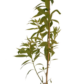 Chitalpa tashkentensis pink dawn - Chitalpa Pink Dawn - Arbustes à fleurs