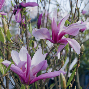 Magnolia Susan - Magnolia susan - Arbustes