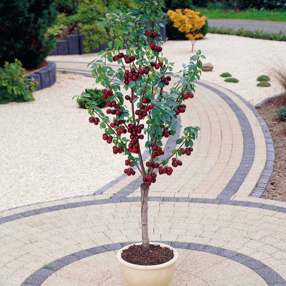 Prunus Avium Burlat - Cerisier 120 Cm En Pot - Arbre Fruitier Cerisier Doux Floraison Avril Hauteur 1.50m