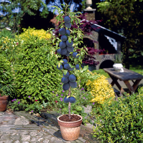 Mini fruitier pour petits espaces et récoltes | Willemse
