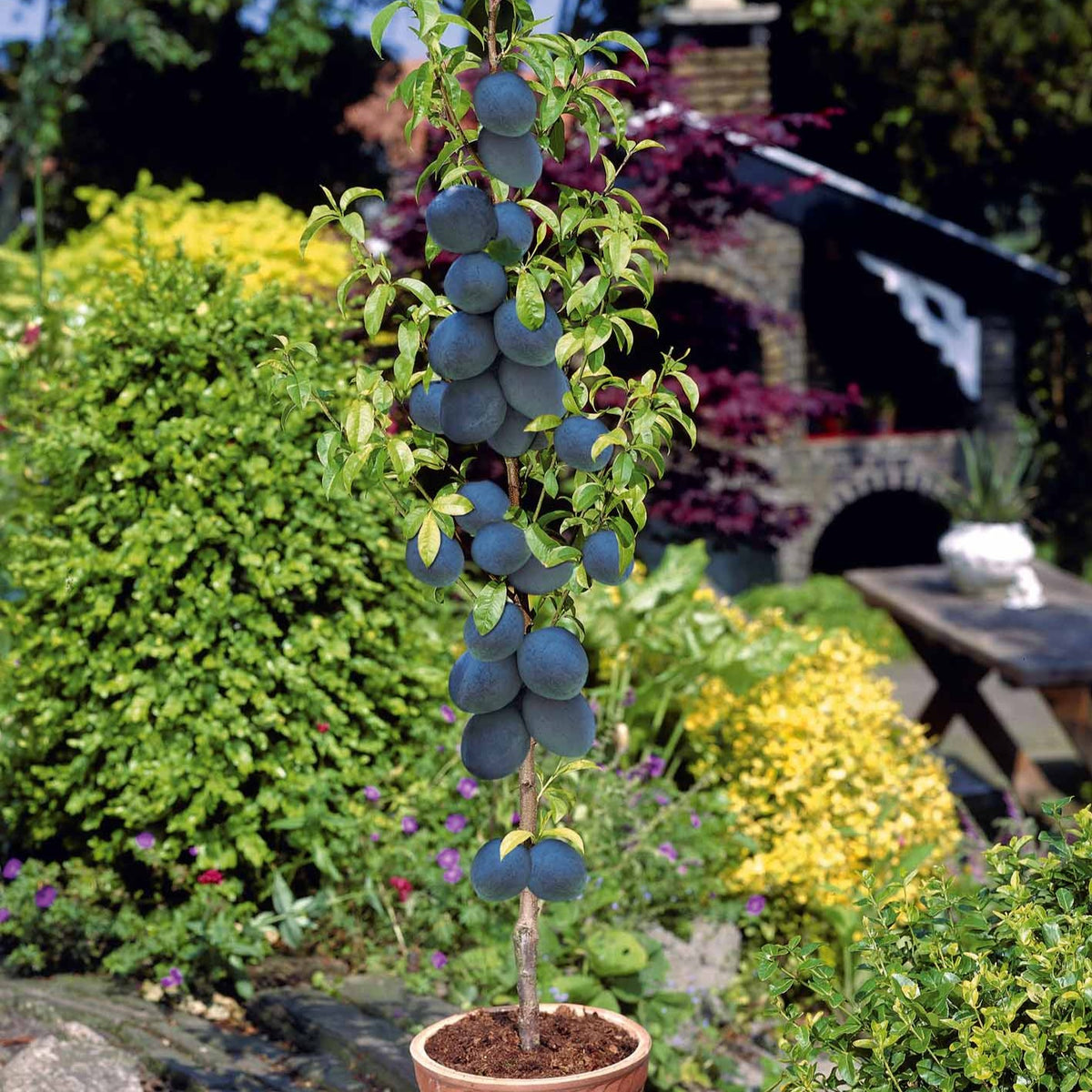 Mini prunier Black Amber - Prunus black amber - Plantes