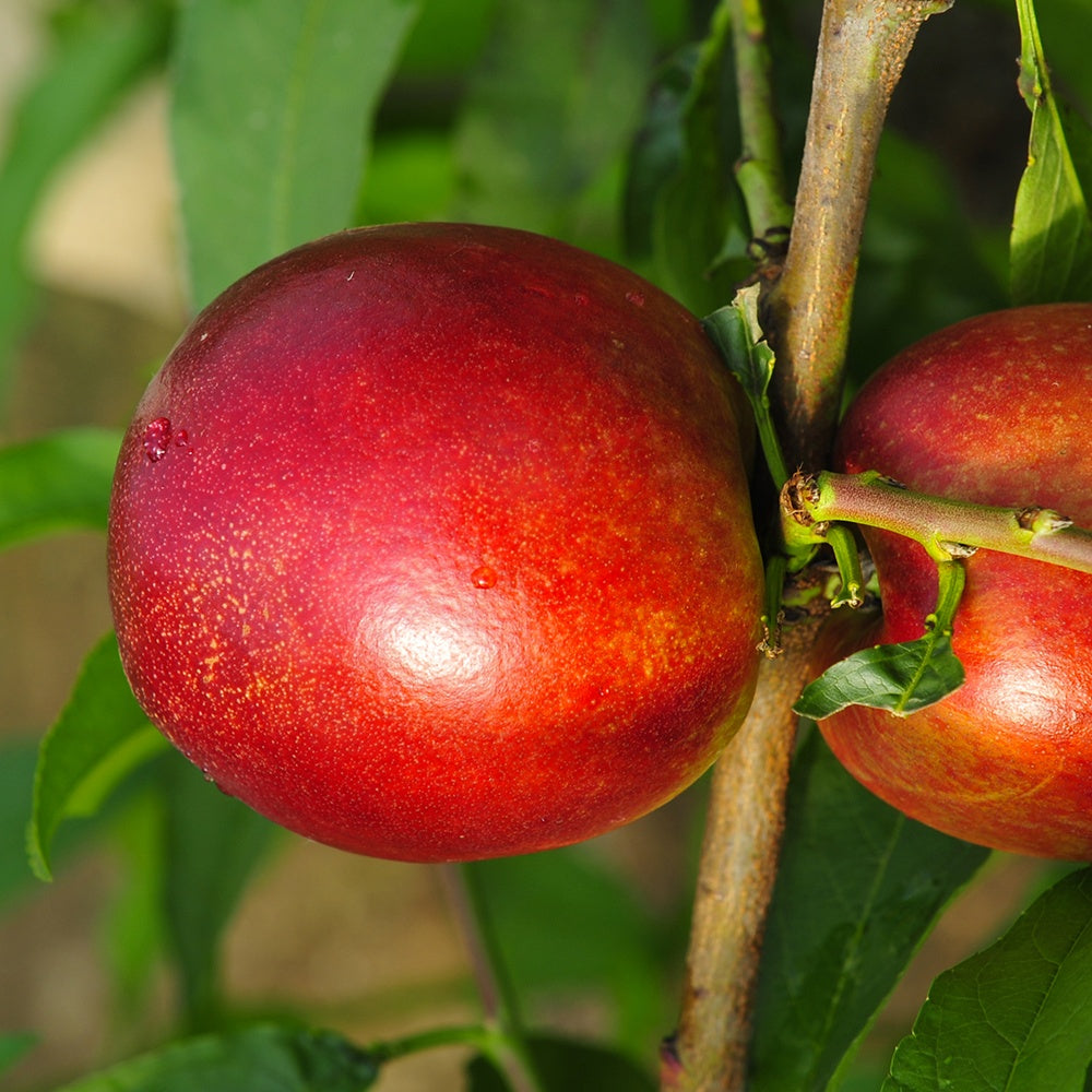 Mini-nectarine Morton - Prunus persica Morton - Mini fruitier