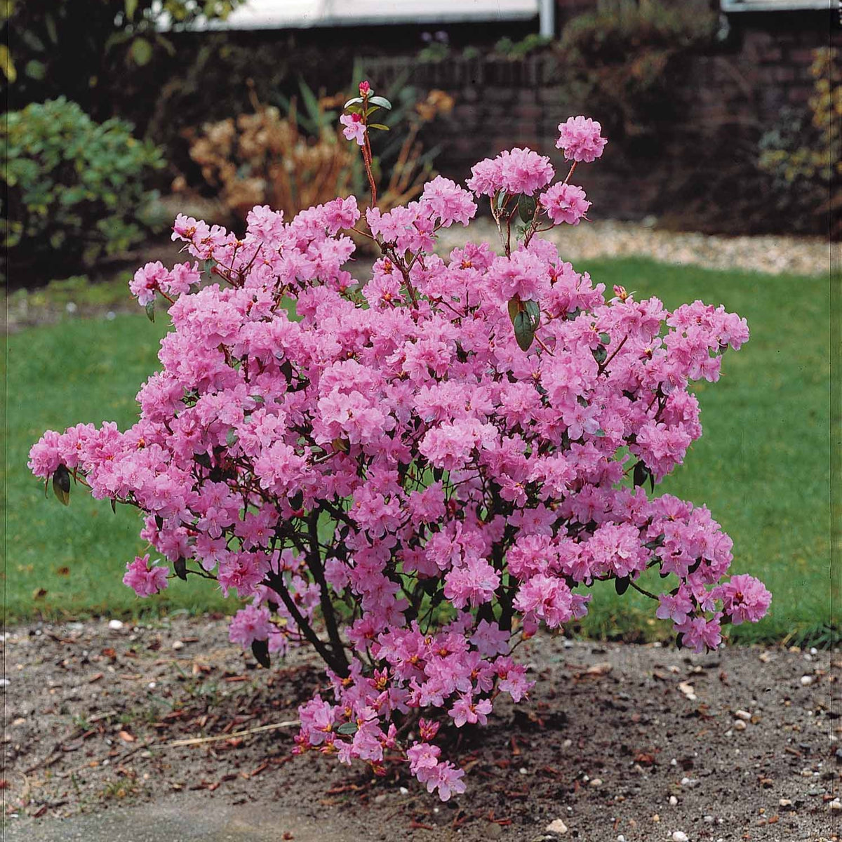 Rhododendron précoce - Rhododendron praecox - Plantes