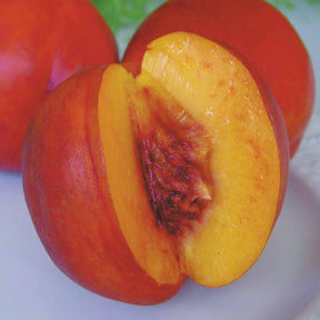 Nectarinier Nectared - Prunus persica nectared - Plantes