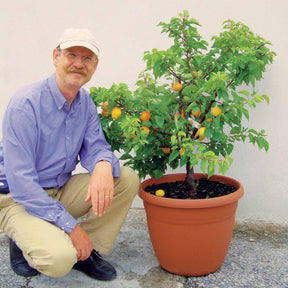 Mini-abricotier - Prunus armeniaca - Fruitiers Arbres et arbustes