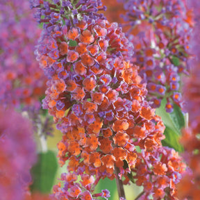 Buddleja davidii Flower Power - Arbre à papillons Flower Power - Arbres aux papillons