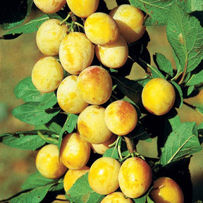 Prunier Mirabelle de Nancy - Prunus domestica mirabelle de nancy