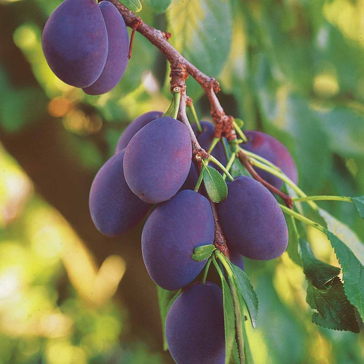 Prunier Quetsche d'Alsace - Prunus domestica quetsche d'alsace - Plantes