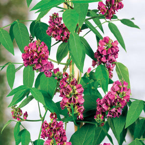 Glycine tubéreuse - Willemse