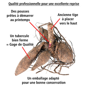 Glycine tubéreuse - Apios americana - Willemse