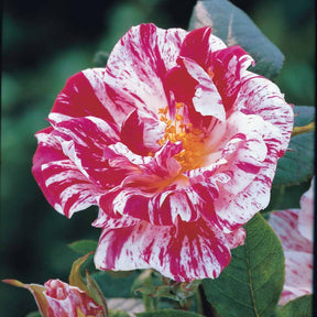 Mini-rosier sur tige Armida - Rosa (m) armida - Rosiers