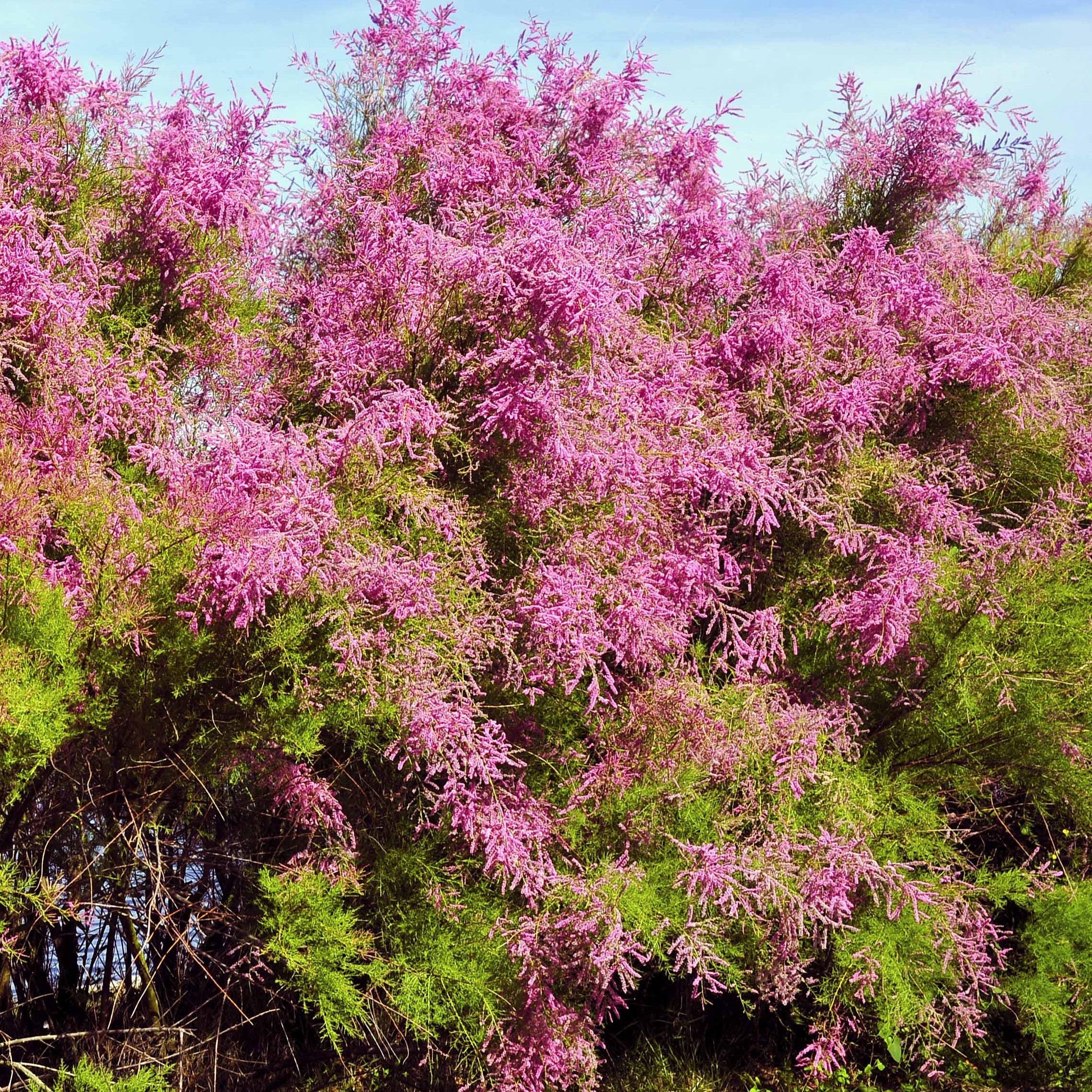 Tamaris De Printemps Tamarix Tetrandra tamaris-de-printemps-tamarix-tetrandra