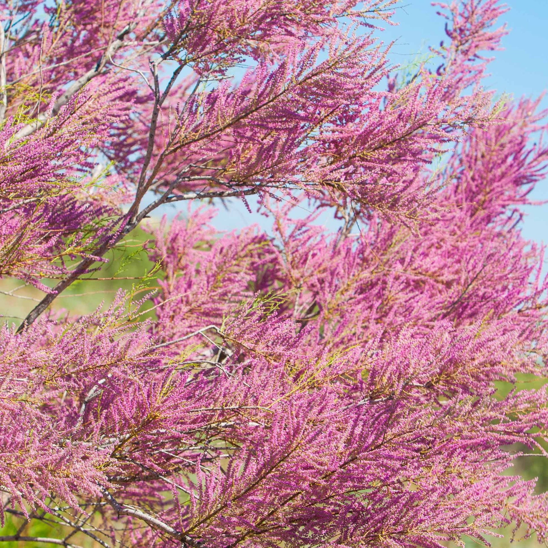 Tamaris d'été - Tamarix ramosissima - Arbustes