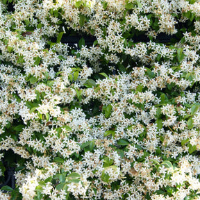 Jasmin étoilé - Trachelospermum jasminoïdes - Plantes