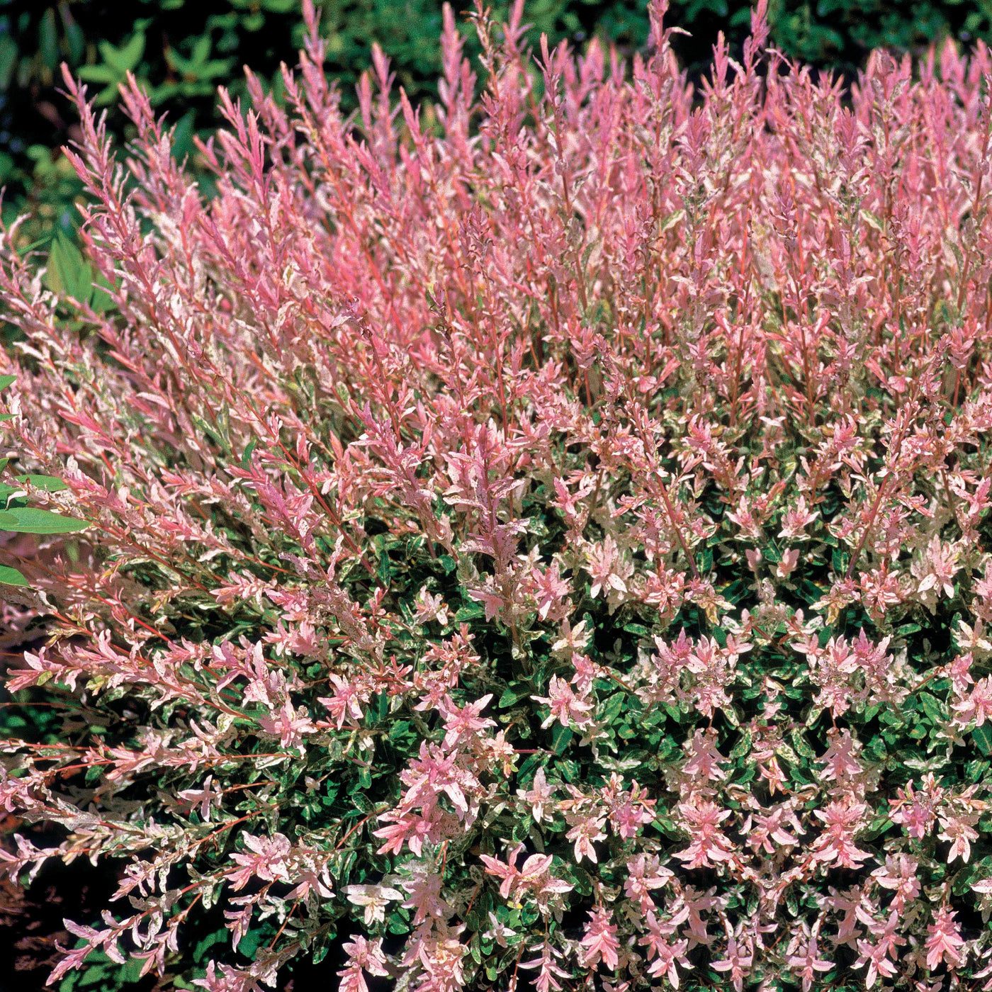 saule-crevette-en-buisson-salix-integra-hakuro-nishiki