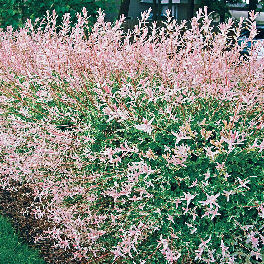 saule-crevette-en-buisson-salix-integra-hakuro-nishiki