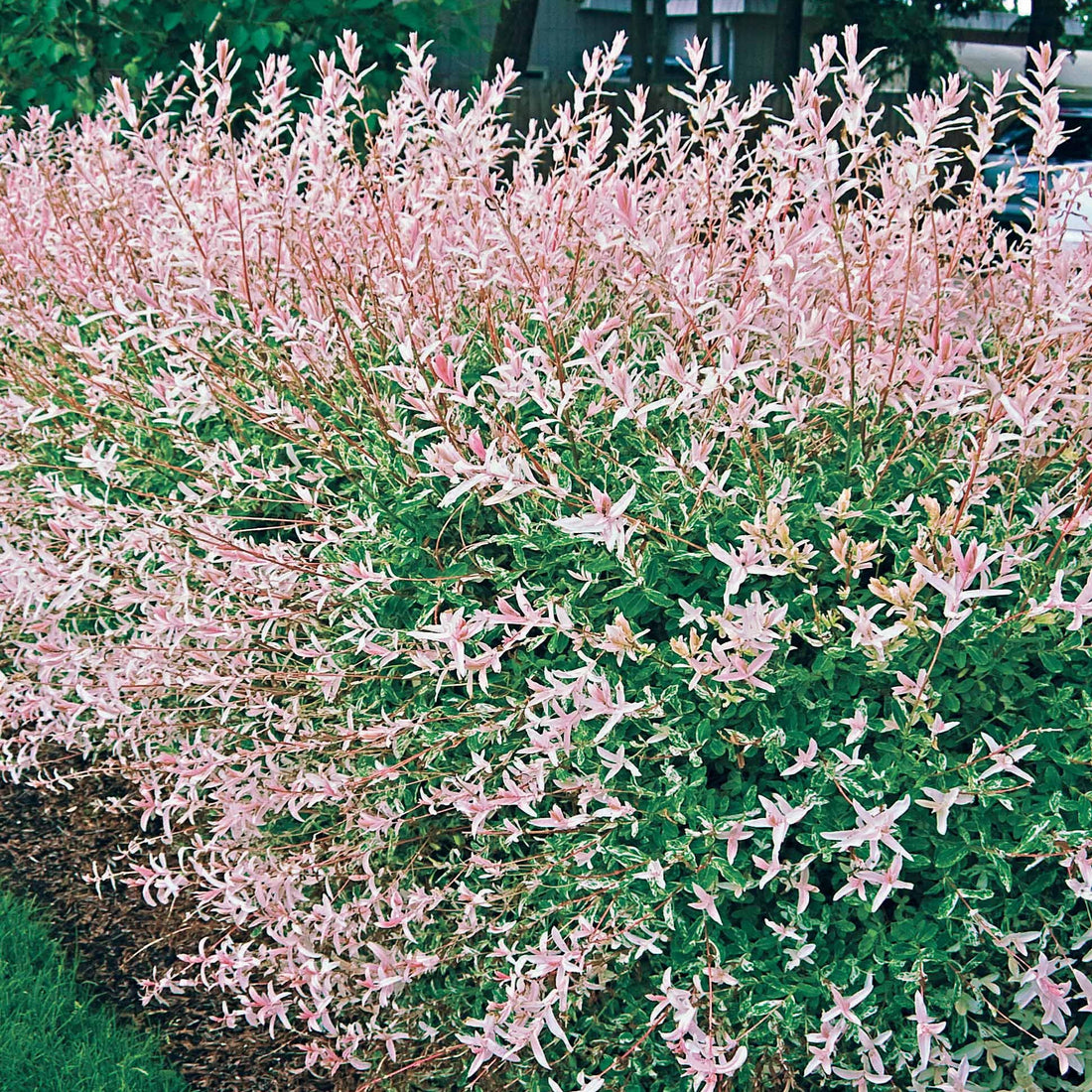 Saule Crevette 'Flamingo' (Salix Integra) - Arbuste Décoratif - Feuilles Roses Et Blanches Au Printemps - Hauteur 90-110 Cm - Pot 19 Cm - Résiste à -15°C