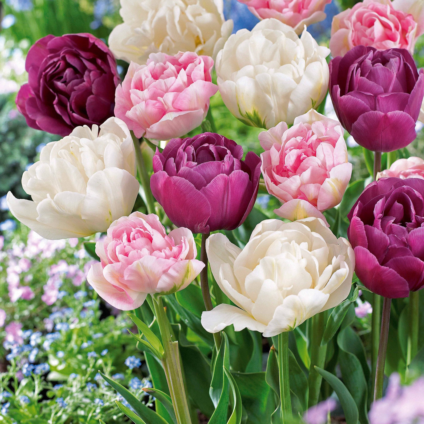 Collection de Tulipes à fleurs de pivoine - Tulipa 'angélique', 'black hero', 'carnaval de nic - Plantes
