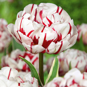 Tulipa 'angélique', 'black hero', 'carnaval de nic